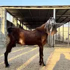 فحل هندي كاموري صنف
