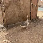 للبيع ذكر وز بلدي