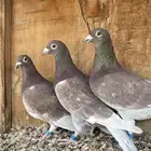 حمام زاجل انتاج