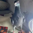 حمام هومرمعا طابت هومر