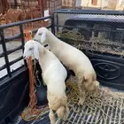 رخال