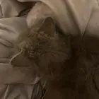 بسه