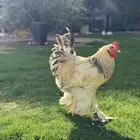 ديك براهما كولمبي