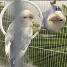 زوج روز انتج عندي مرتين