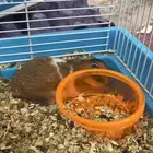 هامستر للبيع مع القفص