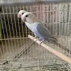 زوج روز اليف ومنتج