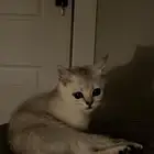 قطة سكوتش