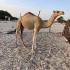 بكره شقحاء