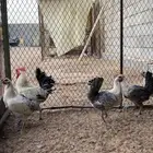 دجاج فيومي شبابي
