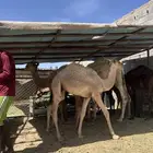 حشوان تربيه صحته شرط