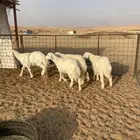 بهم حري ( تم البيع )