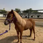 مهرة سيسية قزمة شقراء مذهبة