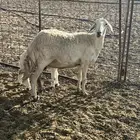 شاه سنها تامه تحتها خروف عمره شهر سلم وروم شرط