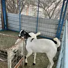 طليان حري وتيوس ذبايح