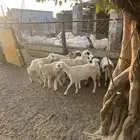 رخيل طيبه فيها الرفيدي وفيها الحري للبيع على السوم