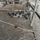 حمام قطيفي