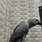 ببغاء كاسكو