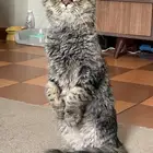 قط ذكر تبني