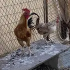 البيع دجاج بلدي