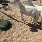 رخال صنف تم البيع