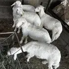 طليان للبيع