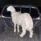 خروف ذبيحه تم البيع
