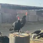 دجاج رومي للبيع