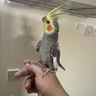 طير كروان ذكر العمر سنه ونص