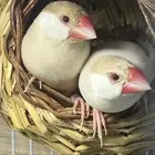 جوز جاوا عكس منتج