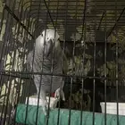 كاسكو للبيع