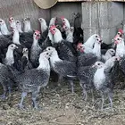 للبيع دجاج فيومي