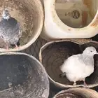 زوج وفارد