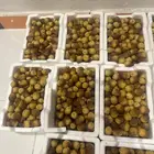 تمر رطب روثانا