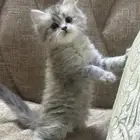 قطط للبيع
