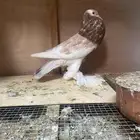 انثى نفاخ مسوبع لون جميل