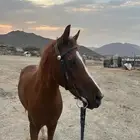 خيل للبيع