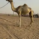 سودانيه فاخره عشراء