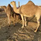 لقحات حمر نياق مقنوي وحده ملاقي الحد من5800