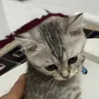 قطه عمرها اقل عن 3 اشهر خلط شيرازي و سكوتيش