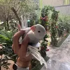 درة وايت هد وايت تيل