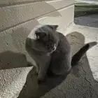 قطه ضايعه حصلتها في الحديقه