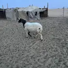 للبيع نعيميه