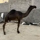 قعود كفو مجهم