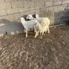 طليان ورخال