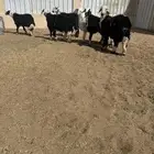 6خرفان نجد جبره ومقفله شحم