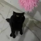 قط سكوتش
