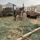 حصان شعبي