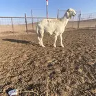 للبيع خروف صنف عمره خمس شهور