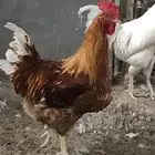 دياكه لوهمان براون بيور