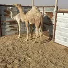 قعود قصب شحمم